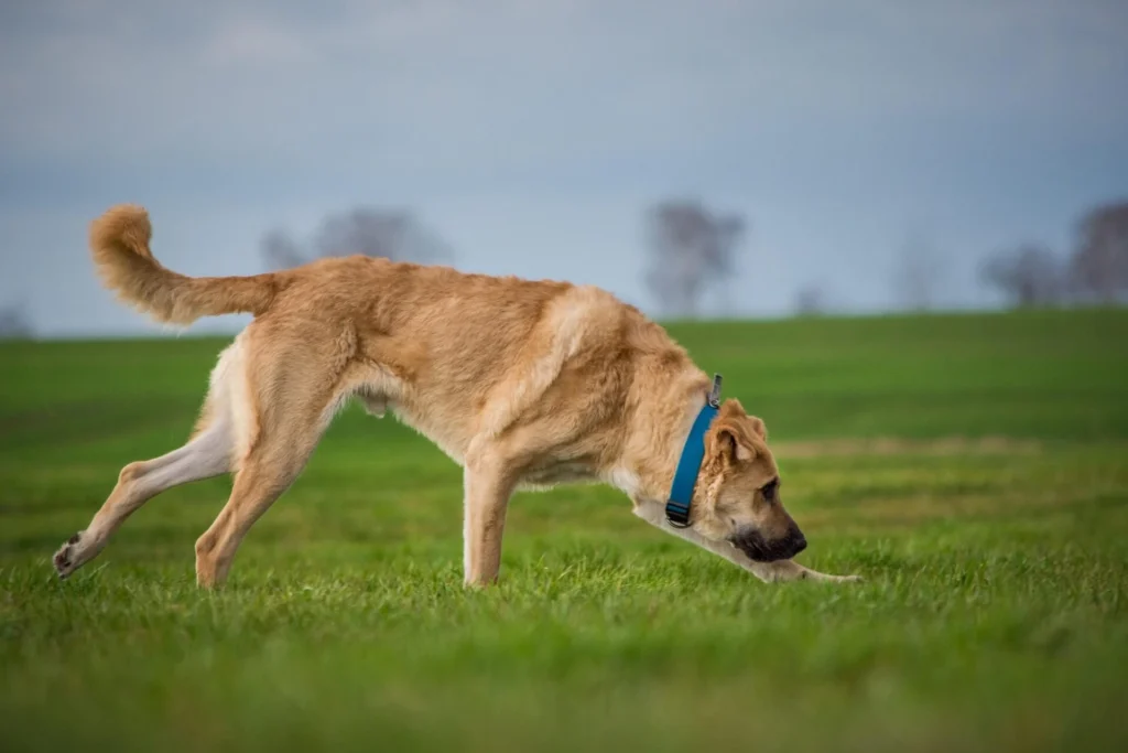 Strong & Bold Big Boy Dog