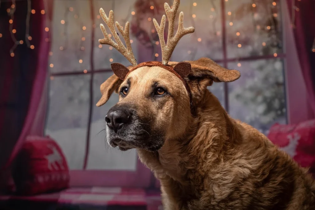 Santa's Reindeer Boy Dog