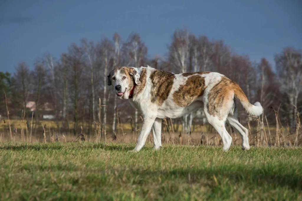 Nature & Mythology Big Boy Dog Names