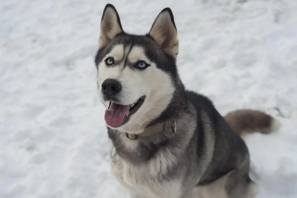 Unique & Unusual Husky Boy