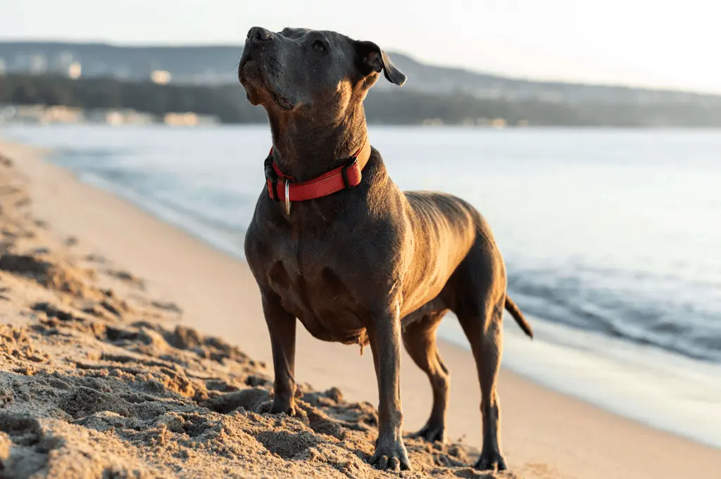 Strong One-Syllable Boy Dog