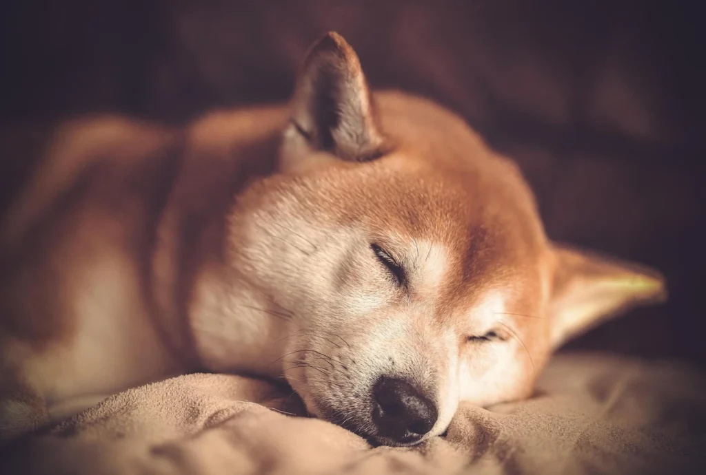 Breed-Specific Boy Dog