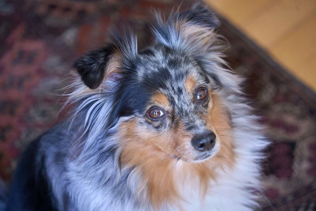 Blue Merle Australian Shepherd Boy